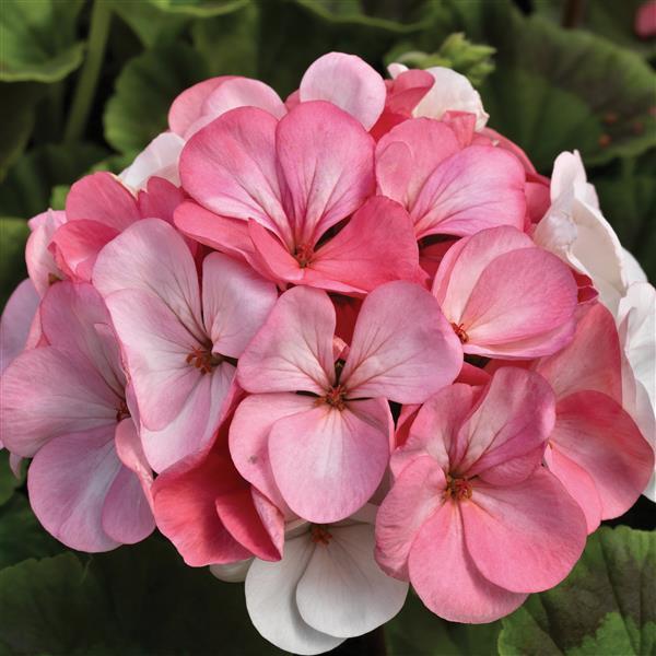 Pinto Premium White to Rose Geranium - Bloom