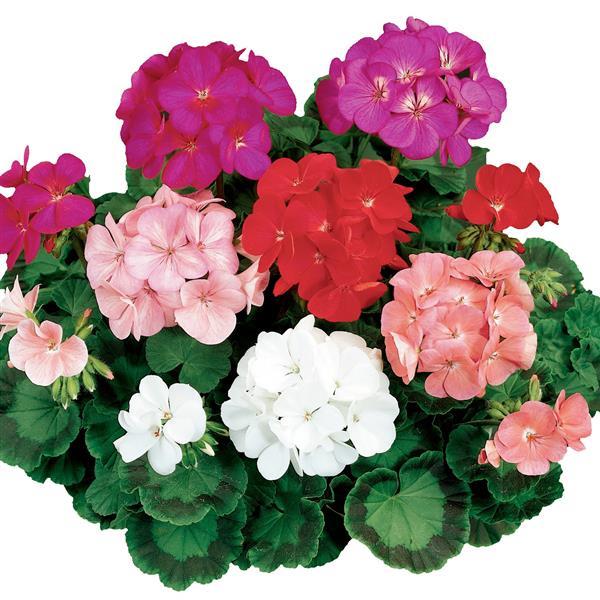 Ringo 2000 Mix Geranium