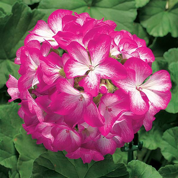 Ringo 2000 Rose Star Geranium
