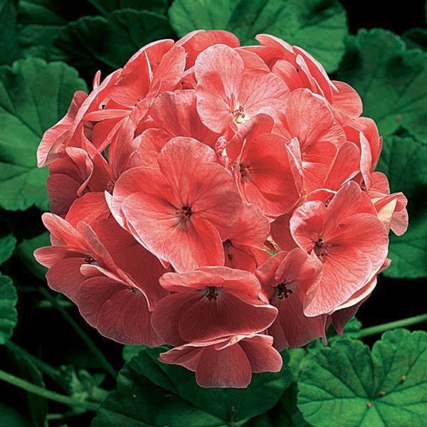 Ringo 2000 Salmon Geranium