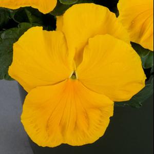 Majestic Giants II Clear Yellow Pansy - Bloom