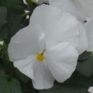Majestic Giants II Clear White Pansy - Bloom
