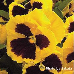 Majestic Giants II Yellow with Blotch Pansy - Bloom