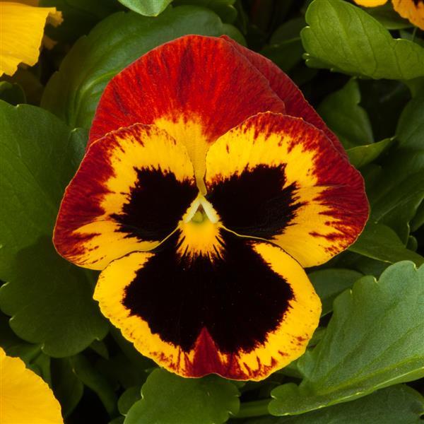 Majestic Giants II Fire with Blotch Pansy - Bloom
