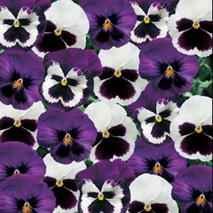 Majestic Giants II Sea Breeze Mix Pansy - Bloom