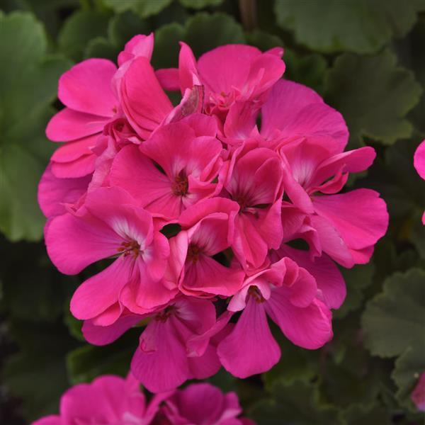 Moonlight™ Blue Zonal Geranium - Bloom