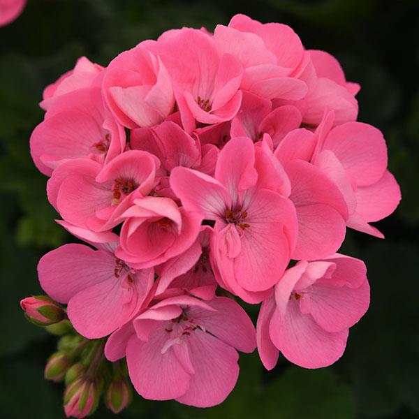 Moonlight™ Pink Zonal Geranium - Bloom