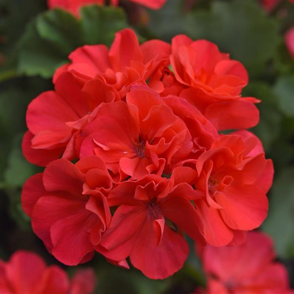 Moonlight™ Hot Coral Zonal Geranium - Bloom