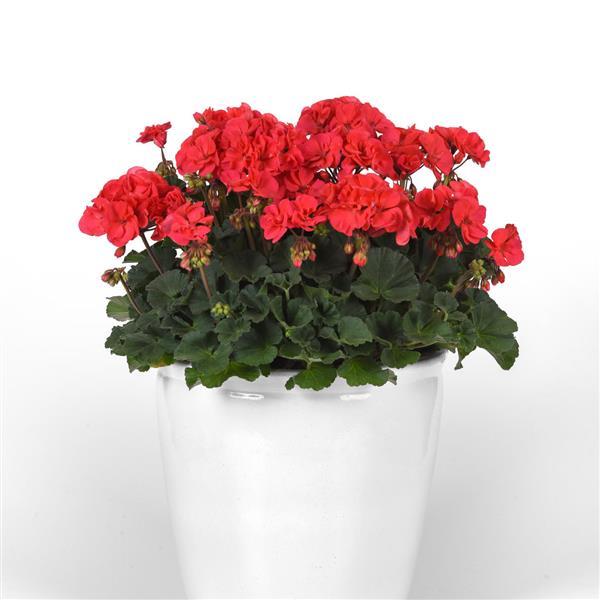 Moonlight™ Hot Coral Zonal Geranium - Container