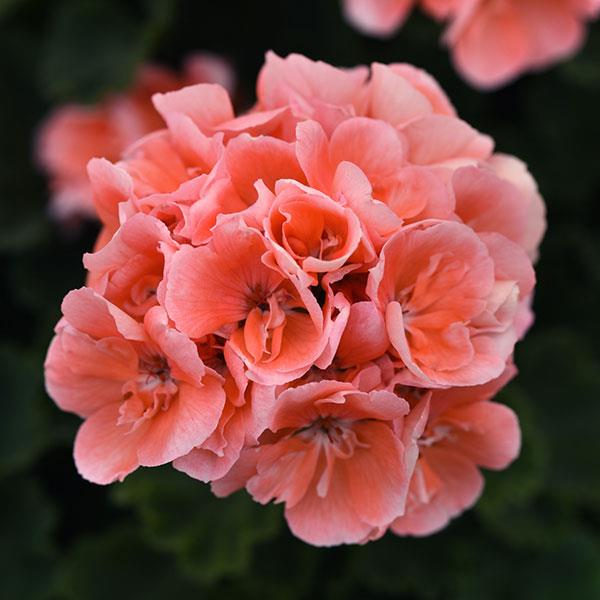 Moonlight™ Light Salmon Zonal Geranium - Bloom