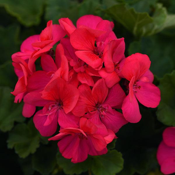 Moonlight™ Dark Fuchsia Zonal Geranium - Bloom