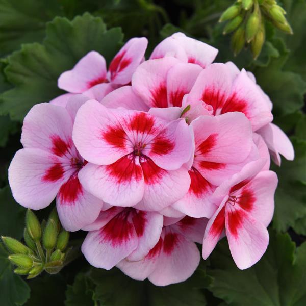 Moonlight™ Light Pink+Big Eye Zonal Geranium - Bloom