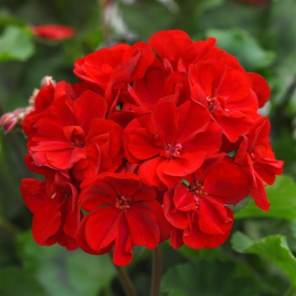 Moonlight™ Dark Red 26 Zonal Geranium - Bloom