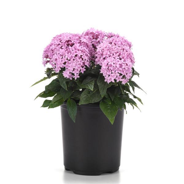 Lucky Star® Lavender Pentas - Container