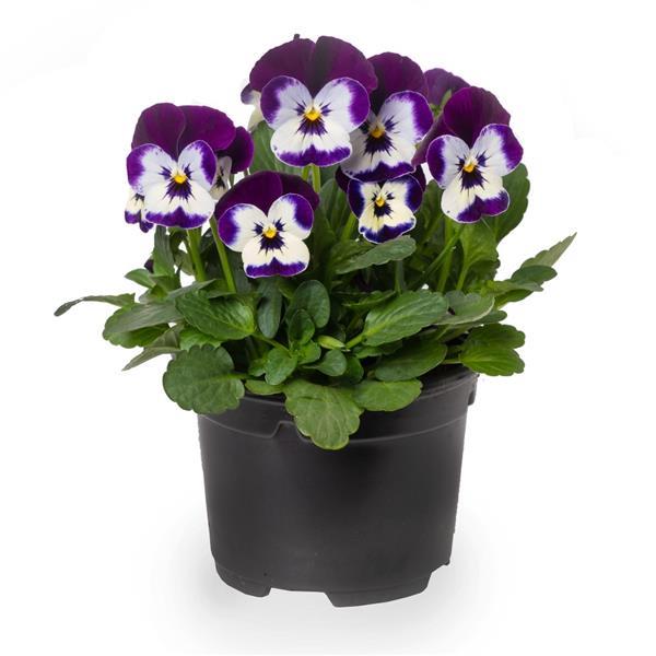 Penny Pro Violet White Viola