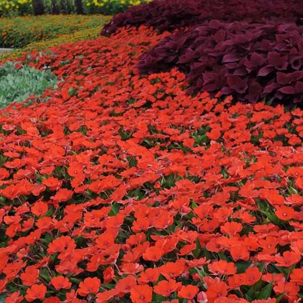 SunPatiens® Compact Electric Orange Impatiens - Landscape