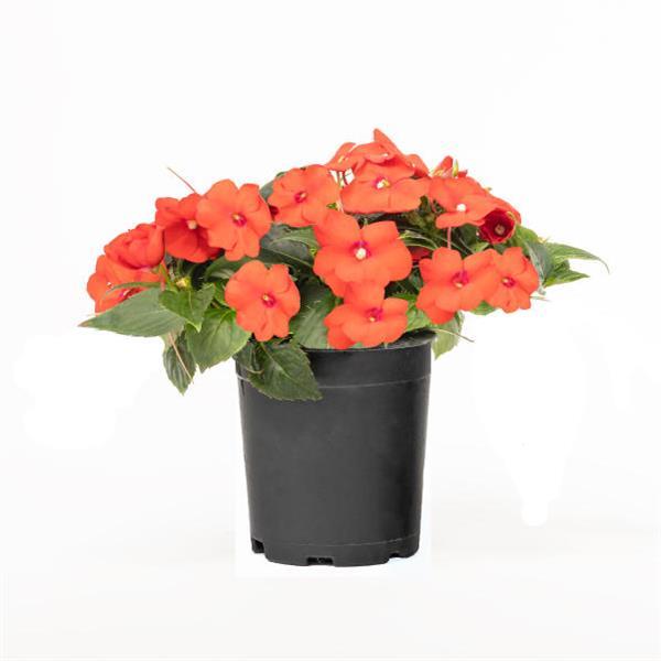 SunPatiens® Compact Scarlet Orange Impatiens - Bloom