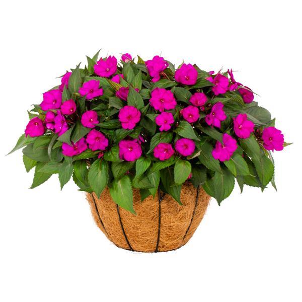 SunPatiens® Compact Bright Purple Impatiens - Bloom