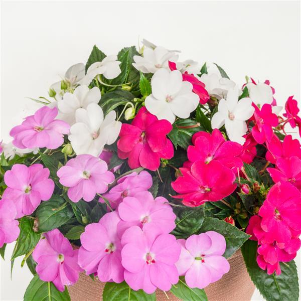 SunPatiens® Compact Best Friends Forever Mix Impatiens - Bloom