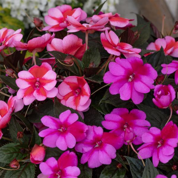 SunPatiens® Compact Born to Hula Mix Impatiens - Bloom