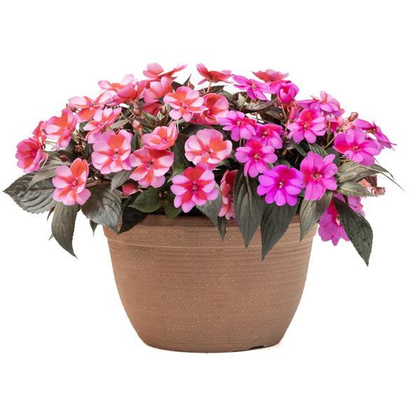SunPatiens® Compact Born to Hula Mix Impatiens - Container