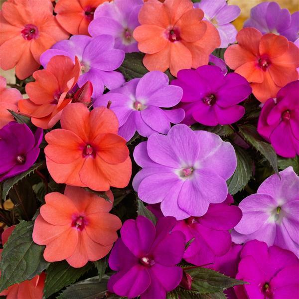SunPatiens® Compact Hawaiian Sunset Mix Improved Impatiens - Bloom