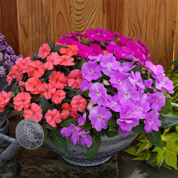 SunPatiens® Compact Hawaiian Sunset Mix Improved Impatiens - Container