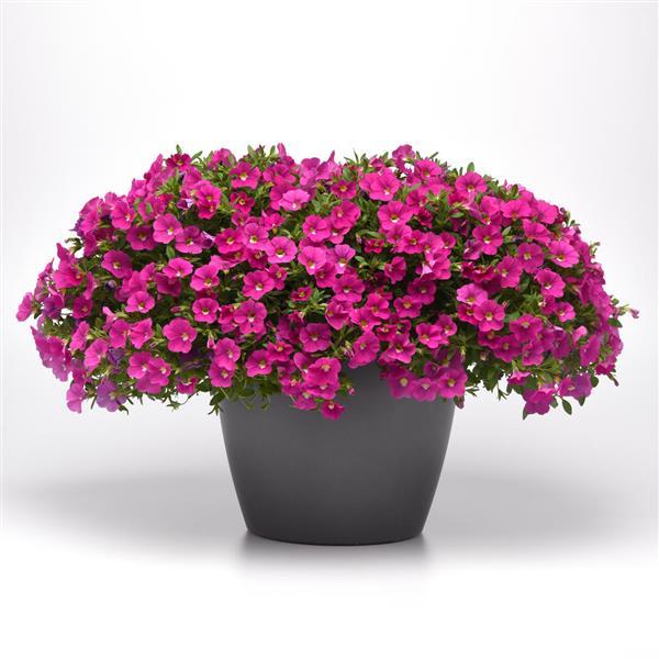 Cabaret® Pink Calibrachoa - Container