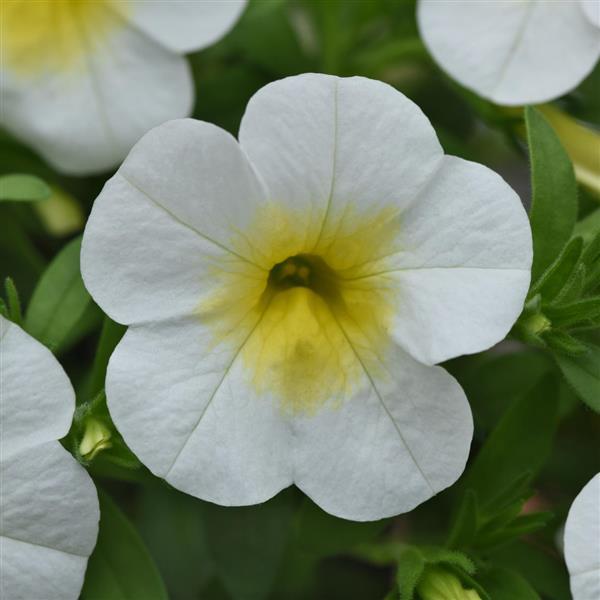 Cabaret® Frosty Lemon Calibrachoa - Bloom