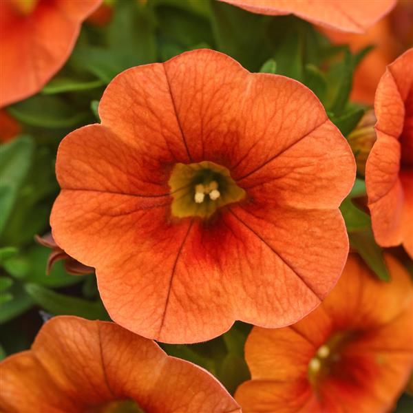Cabaret® Bright Orange Calibrachoa - Bloom