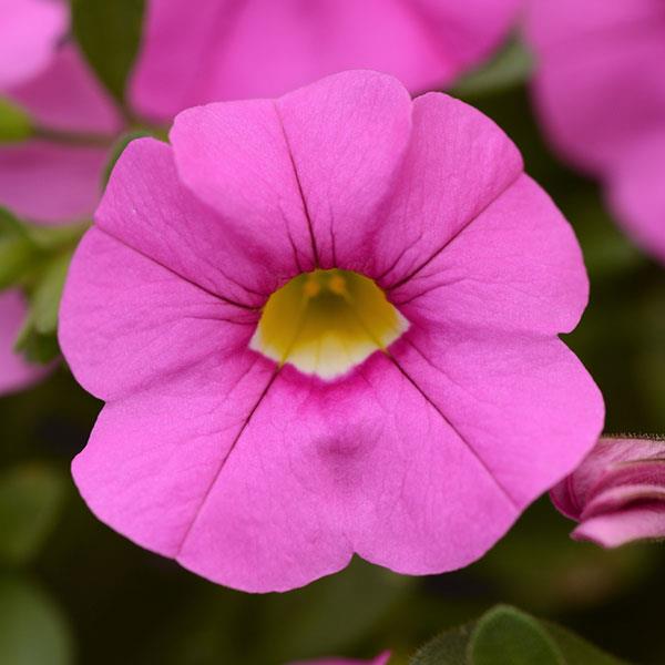 Cabaret® Light Pink Calibrachoa - Bloom