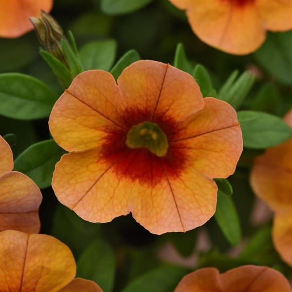 Cabaret® Orange Kiss Calibrachoa - Bloom