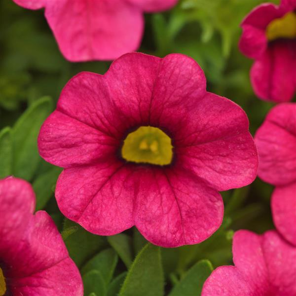 Cabaret® Hot Pink 26 Calibrachoa - Bloom