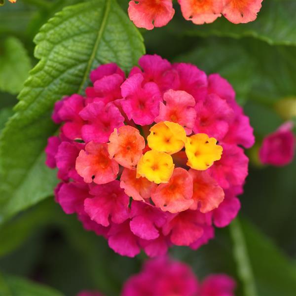 Shamrock™ Cherry Sunrise Lantana - Bloom