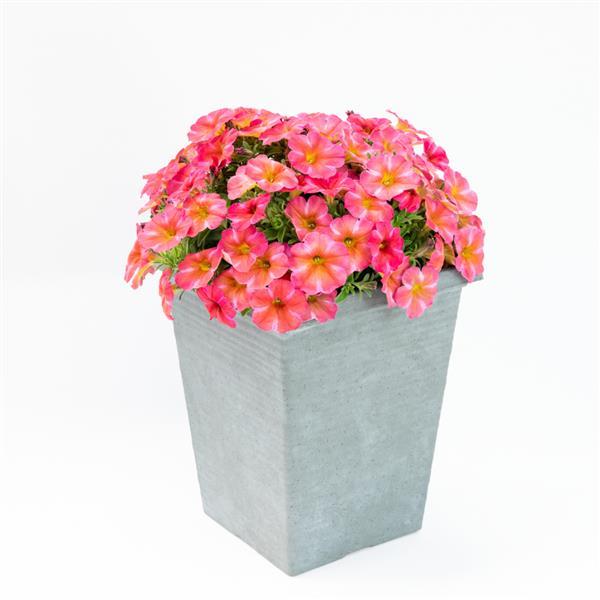 SuperCal® Premium Coral Star Petchoa - Container