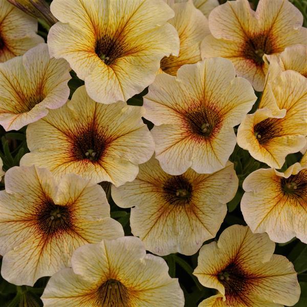 SuperCal® Premium French Vanilla Petchoa - Bloom