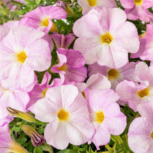 SuperCal® Premium Pink Mist Petchoa - Bloom