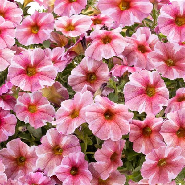 SuperCal® Premium Pink Star Petchoa - Bloom