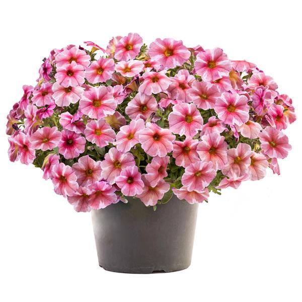 SuperCal® Premium Pink Star Petchoa - Container
