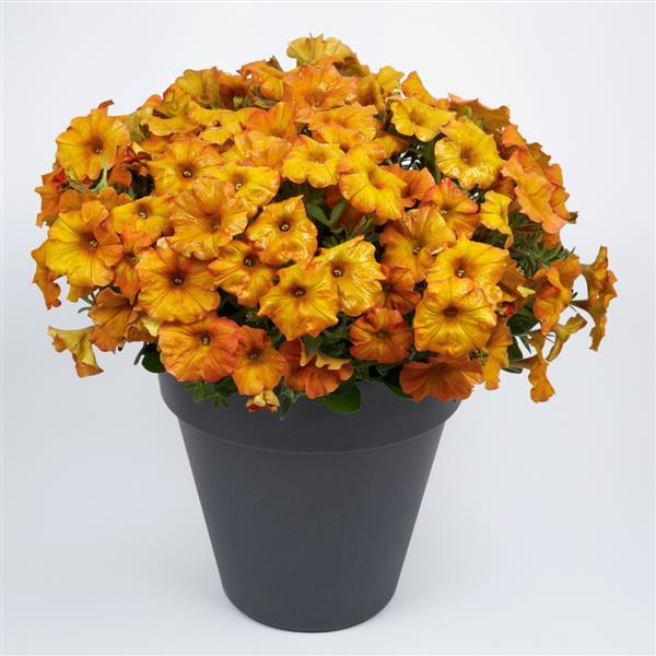 SuperCal® Premium Sunset Orange Petchoa - Container