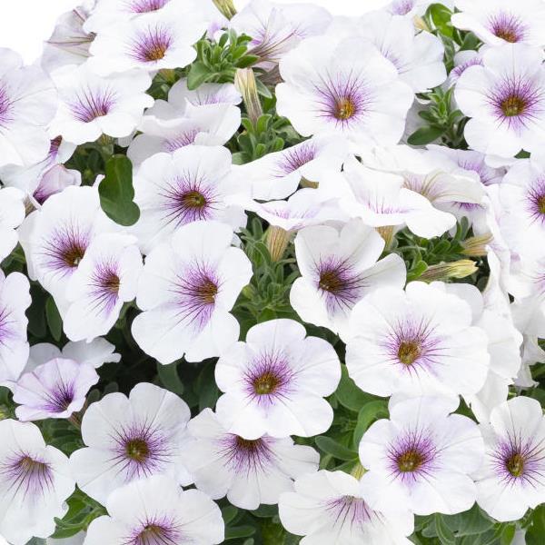 SuperCal® Premium Purple Ice Petchoa - Bloom