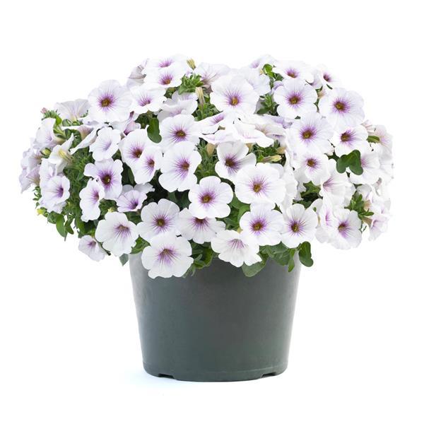 SuperCal® Premium Purple Ice Petchoa - Container