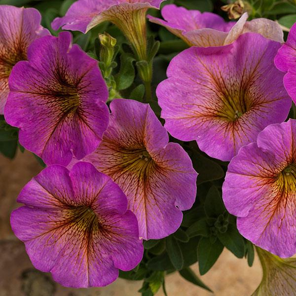 SuperCal® Premium Sunray Pink Petchoa - Bloom