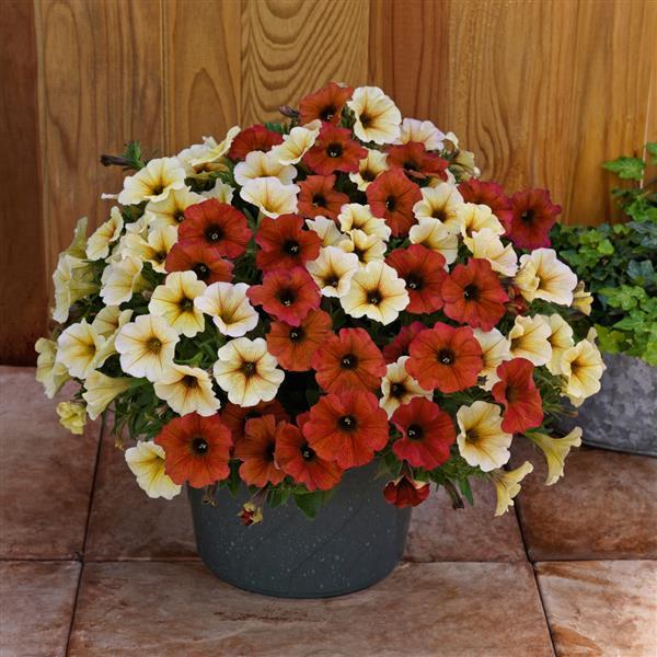 SuperCal® Premium Autumn Spice Mix Petchoa - Bloom