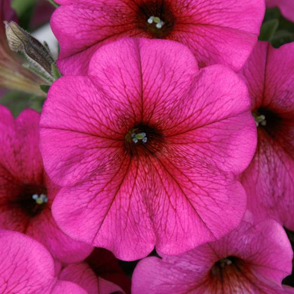 SuperCal® Premium Purple Dawn Petchoa - Bloom