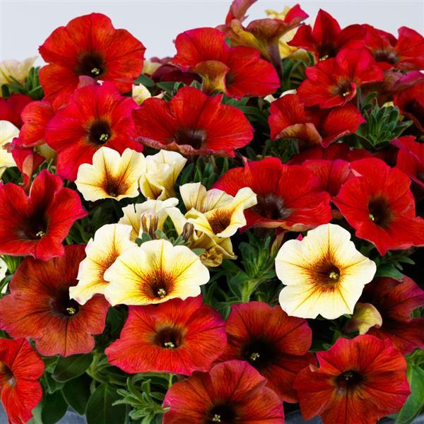 SuperCal® Premium Marrakesh Express Mix Petchoa - Bloom