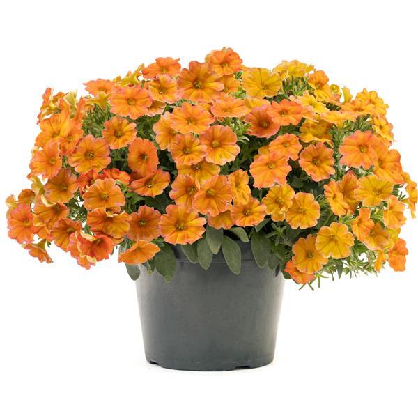 SuperCal® Premium Sunset Orange Improved Petchoa - Container