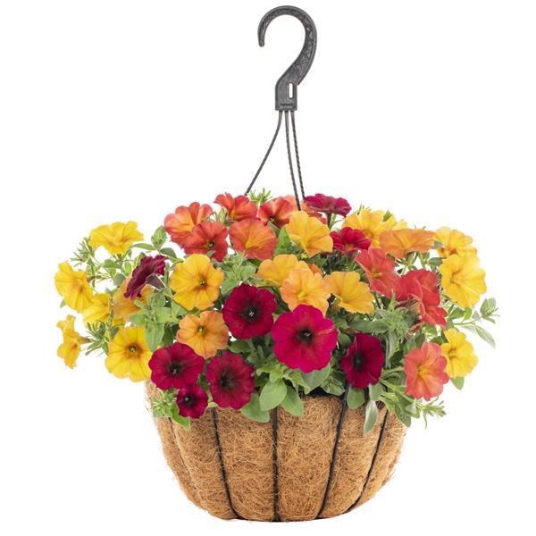 SuperCal® Premium Autumn Day Mix Petchoa - Basket