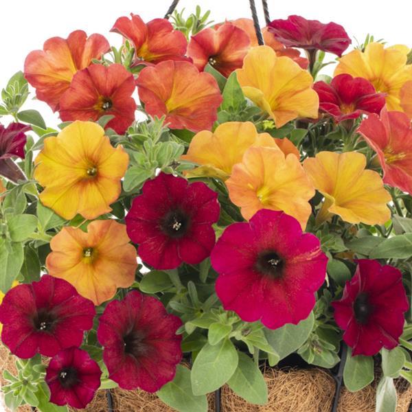 SuperCal® Premium Autumn Day Mix Petchoa - Bloom