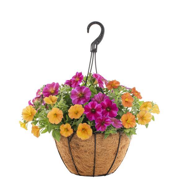 SuperCal® Premium Something in the Orange Mix Petchoa - Basket